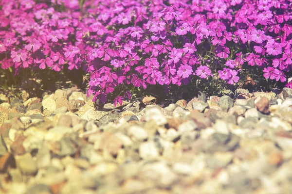 Κλείστε επάνω σε λουλούδι Phlox Subulata (Polemoniaceae), ηλιοβασίλεμα ή sunrise — Φωτογραφία Αρχείου