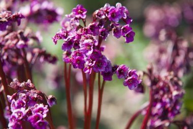 Bergenia cordifolia pembe çiçekler üzerinde Kapat