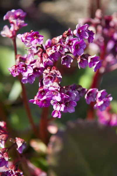 Закрыть на розовые цветки Bergenia cordifolia — стоковое фото