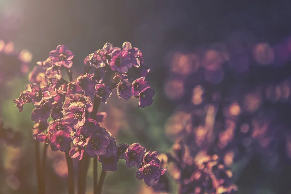 Закройте розовые цветки Bergenia cordifolia, закат или восход солнца — стоковое фото