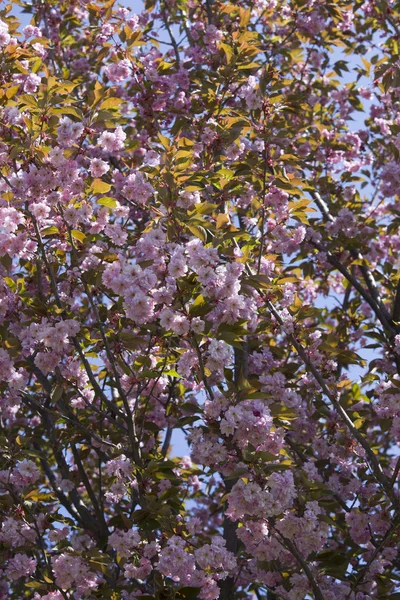 Cereja do Himalaia Selvagem (Prunus cerasoides  ) — Fotografia de Stock