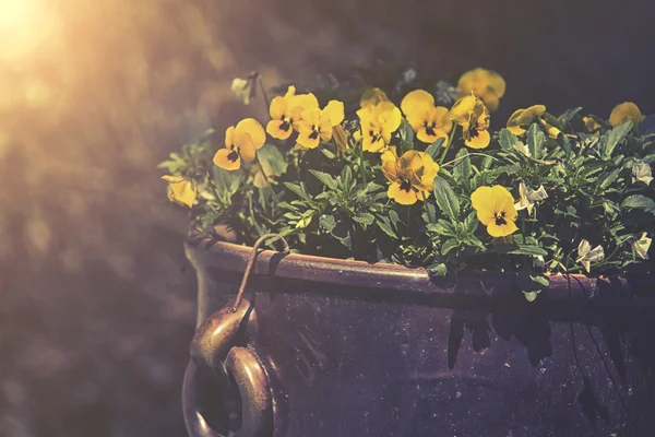 Виолы, растущие в украшении весеннего сада, заката или восхода солнца — стоковое фото