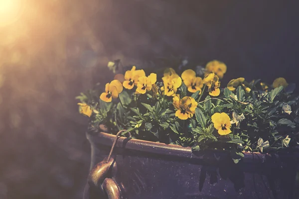 Veilchen wachsen im Frühling Gartendekoration, Sonnenuntergang oder Sonnenaufgang — Stockfoto