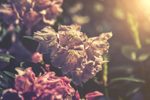 Закрыть глаза на закат или восход цветка рододендрона — стоковое фото