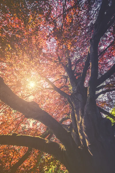 雄大な秋赤ツリー (カエデ赤)、ビンテージ効果のある風景 — ストック写真