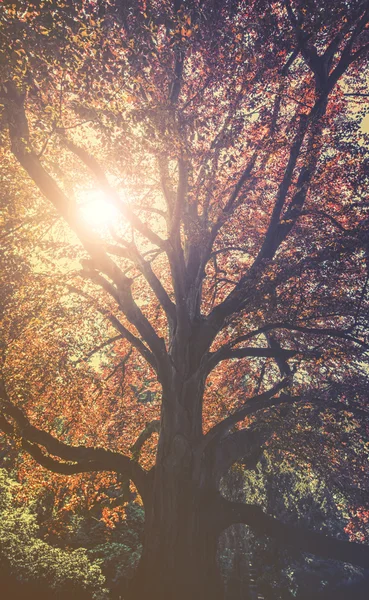 Majestic landscape with autumn red tree (Acer platanoides red) , vintage effect — Stock Photo, Image