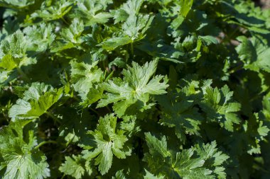 Sardunyalar yaprağına yakın çekim