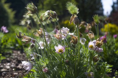 Pulsatilla Vulgaris üzerinde Kapat 