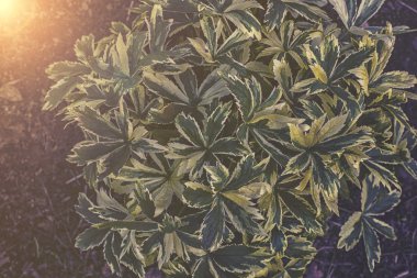 kapatmak Astrantia üzerine yapraklar gündoğumu veya günbatımı