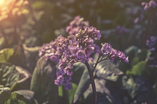 Perto em flores cor-de-rosa de Bergenia cordifolia pôr do sol ou nascer do sol — Fotografia de Stock