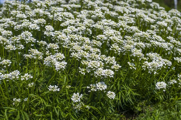 Iberis sempervirens - flori albe în grădină — Fotografie, imagine de stoc