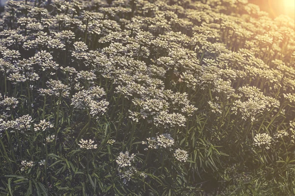 Iberis sempervirens - witte bloemen in de tuin — Stockfoto