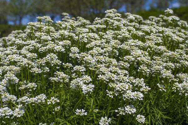 Štěničník sempervirens - bílé květy na zahradě — Stock fotografie