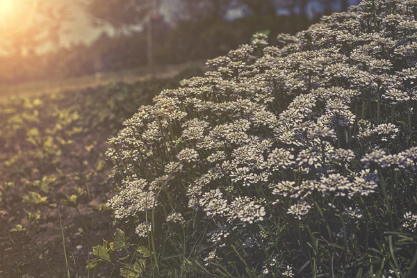 Iberis sempervirens - flores brancas no pôr do sol de jardim — Fotografia de Stock