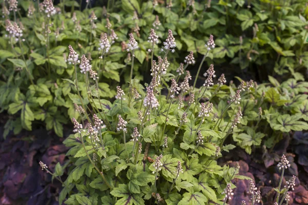 Detailní záběr na Tiarella květiny v zahradě — Stock fotografie