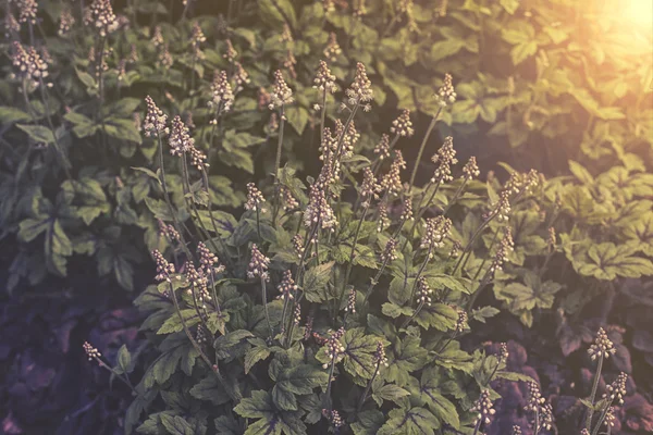 Закрыть глаза на цветок Tiarella в саду закат или восход солнца — стоковое фото