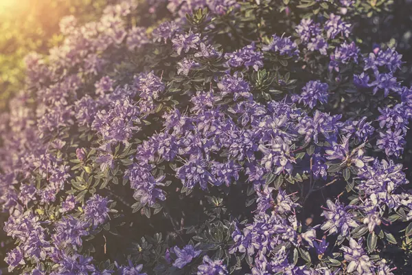接近紫杜鹃花 — 图库照片