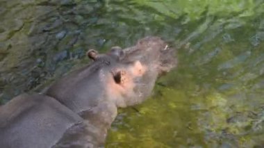 Suaygırı kafası suda.