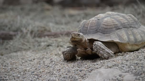 Riesenschildkröte wandert auf tropischer Insel und gerät aus dem Fokus — Stockvideo