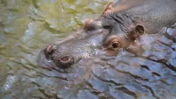 Hippo head in water — Stock Video