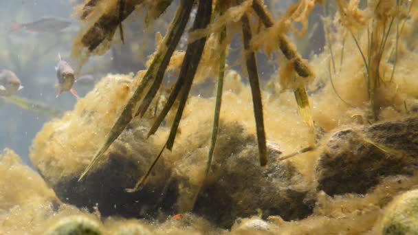 Dentro y cerca de europen río de agua dulce — Vídeos de Stock