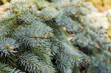 Picea punges asma dalları