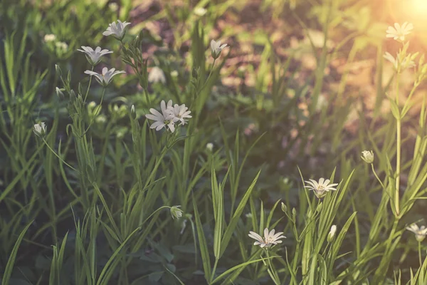 Perto em estellaria mídia flores pôr do sol ou nascer do sol — Fotografia de Stock