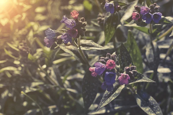 Blauwe bloemen van Brunnera macrophylla — Stockfoto