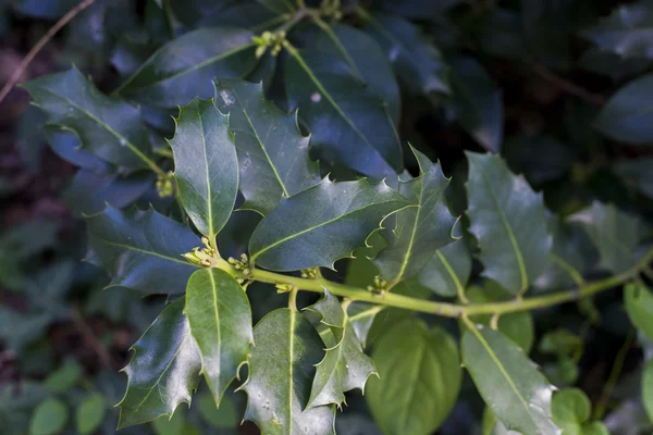 Close up on Ilex aquifolium — Stock Photo, Image