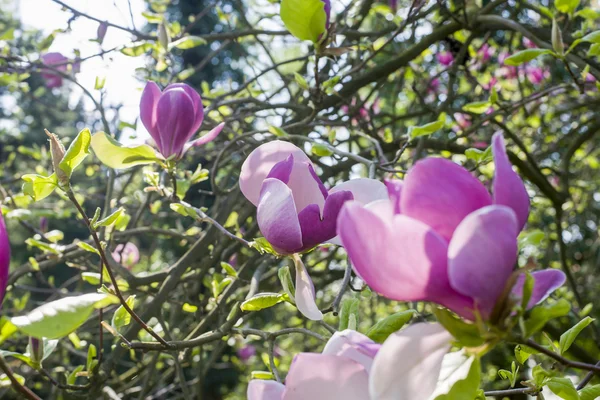 Närbild på Saucer magnolia (Magnolia x soulangeana) — Stockfoto