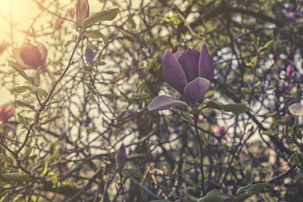 Κλείστε επάνω σε πιατάκι μανόλια (Magnolia x soulangeana) ηλιοβασίλεμα ή sunrise — Φωτογραφία Αρχείου