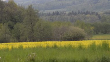 Bulanık araba Aganst dağ ve orman