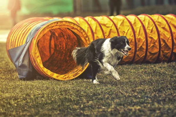 AGILITY hund spännande Tunnel — Stockfoto