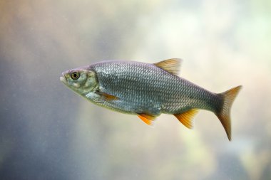 Tatlı su balığı ortak Roach