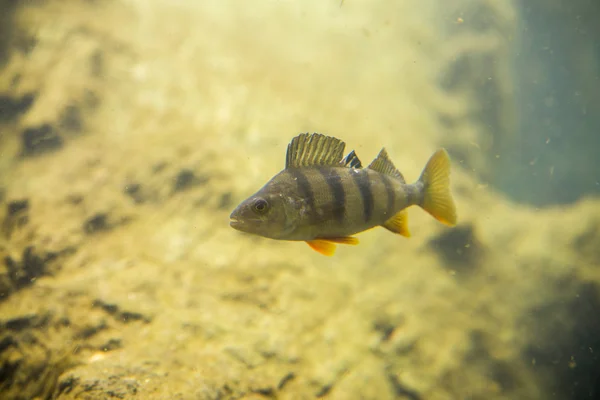 Окунь, Perca fluviatilis, одиночная рыба в воде — стоковое фото