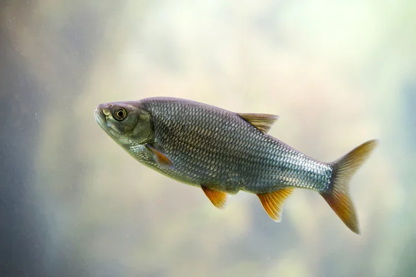 Peixe de água doce Barata Comum — Fotografia de Stock