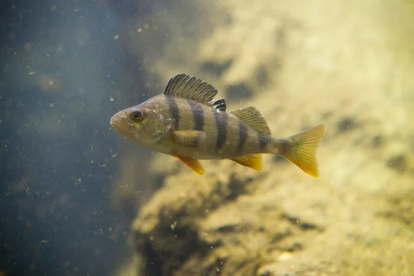 Okoń perca fluviatilis, pojedyncze ryby w wodzie — Zdjęcie stockowe