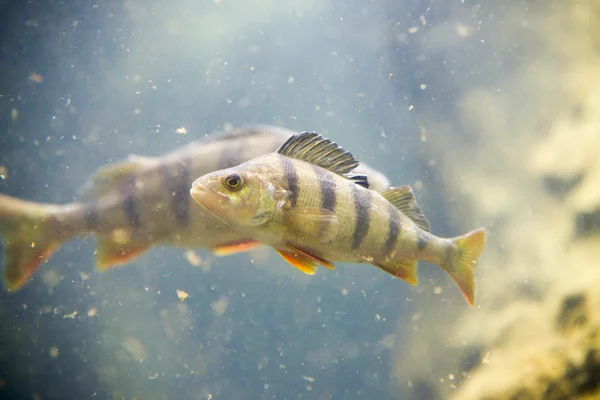 Окунь, Perca fluviatilis, одиночная рыба в воде — стоковое фото