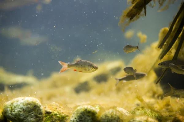 Small europen river fish in fresh water aquarium — Stock Photo, Image