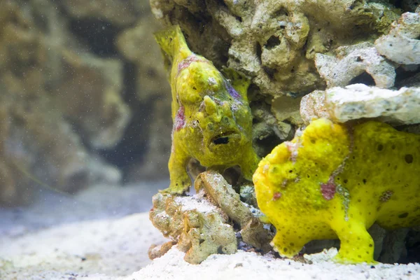 Крупным планом на полосатой лягушке (Antennarius striatus ) — стоковое фото