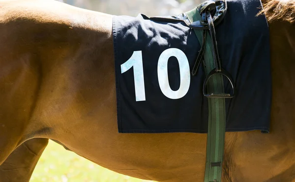 Hästkapplöpning, närbild på brun häst med nummer 10 — Stockfoto
