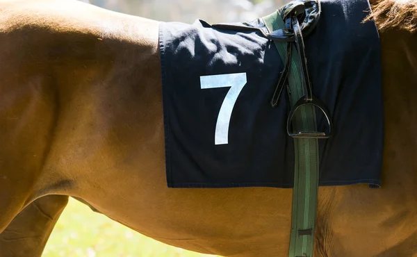 Horse racing, close up on brown horse with number 7 — Stock Photo, Image