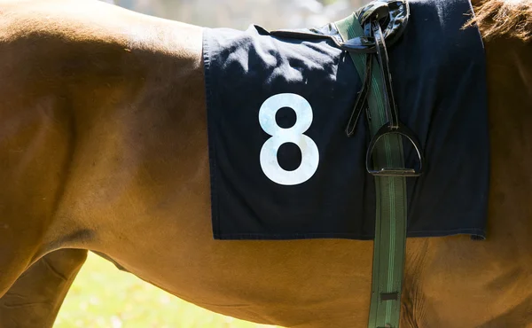Hästkapplöpning, närbild på brun häst med nummer 8 — Stockfoto