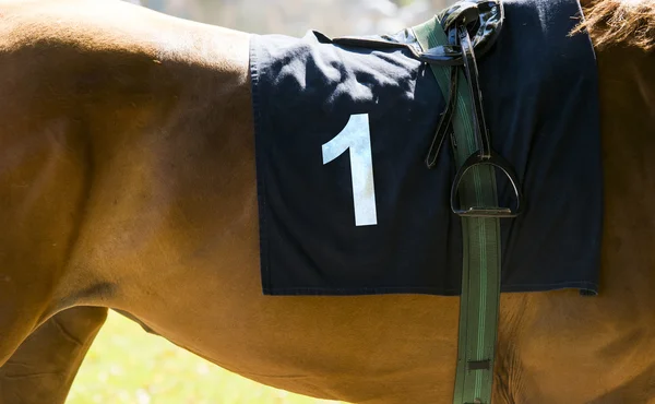 Hästkapplöpning, närbild på brun häst med nummer 1 — Stockfoto
