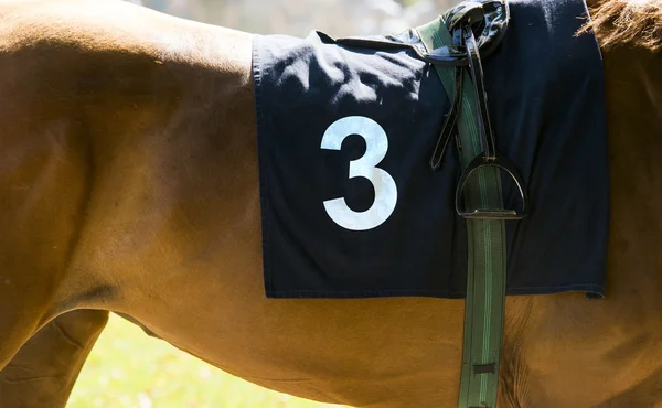 Верховая езда, крупным планом на коричневой лошади с номером 3 — стоковое фото