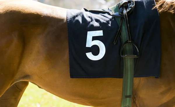 Horse racing, close up on brown horse with number 5 — Stock Photo, Image