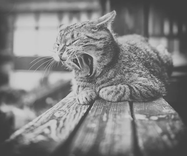 Wood.black ve beyaz üzerinde açık havada çok güzel meowing kedi — Stok fotoğraf