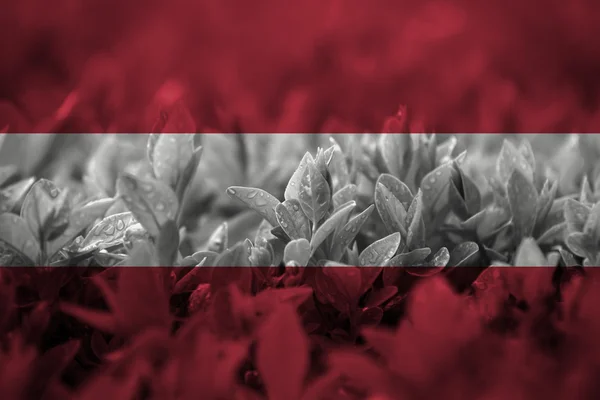 Close up on leaf with blending  Austria flag — Stock Photo, Image