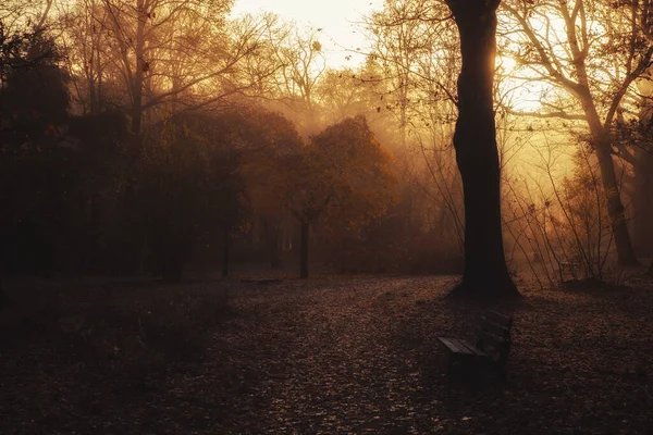 Sunrise Park Fog Love Tree Heart Shape — Stock Photo, Image