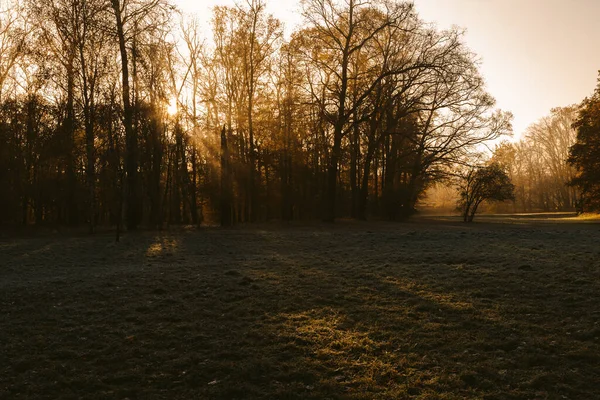 Sunrise Park Fog Beginning Winter — Stock Photo, Image